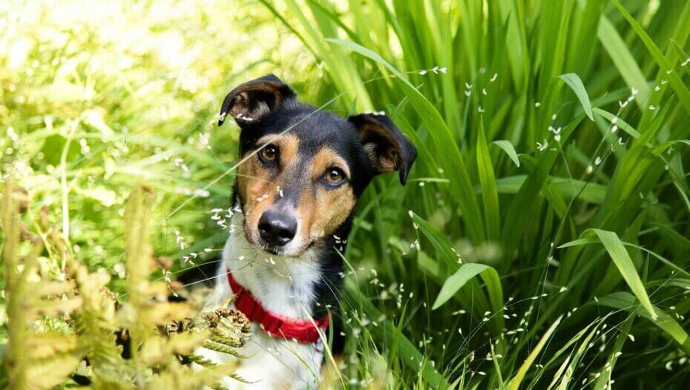 What does a dog fashion eating grass mean